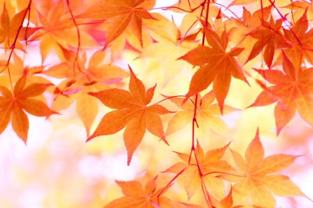 秋の定期テストを狙え！